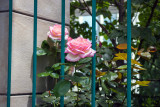 roses