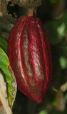 Cocoa fruit. (chocolate is made from this fruit)