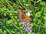 IMG_0910.JPG