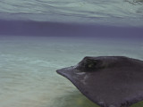 cayman_2012-464.jpg