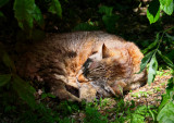 Afternoon Sleepiness?