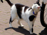 I love my bicycle: Im a dutch cat!