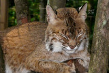 bobcat3087_Bobcat