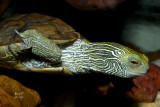 turmap6075_Common Map Turtle