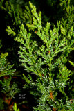 junhor4620_Creeping Juniper