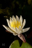 nymodo7484_Fragrant Water Lily