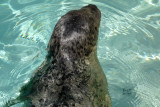 sealharb4371_Harbor Seal