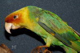 paracar4924_Carolina Parakeet