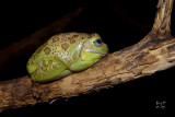 treefrogbark9274_Barking Treefrog