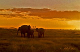 Kenya 1977