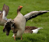 greenland WF goose.jpg