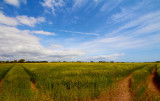 wheatfield 2.jpg