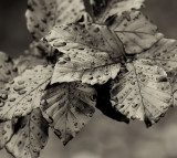 raindrops  3.jpg