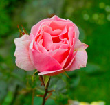 rose 2.jpg