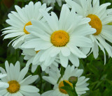 daisies 1.jpg