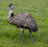ostrich .jpg
