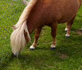 shetland pony 1.jpg
