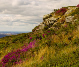 autumn wild heather .jpg