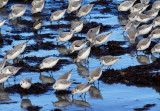 sanderlings feeding 1.jpg