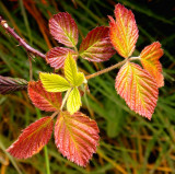 young leaves 2.jpg