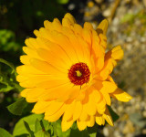 yellow flower 1.jpg