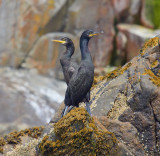 cormorants on rocks 6.jpg