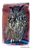 'Dolphy' - European Eagle Owl