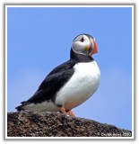 Perfect Puffin