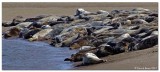 Tentsmuir Seals