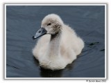 Mute Swan Cygnet