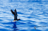 Tahiti Petrel