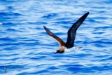 Tahiti Petrel