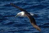 Shy Albatross