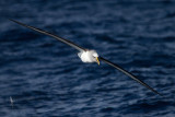 Bullers Albatross