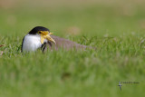 plovers_dotterels_and_lapwings