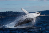 Humpback Whale