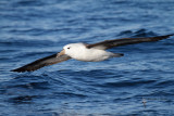 Black-browed Albatross