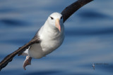 Black-browed Albatross