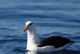 Black-browed Albatross