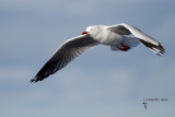 Silver Gull