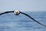 Yellow-nosed Albatross