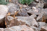 Yellow-footed Rock-wallaby
