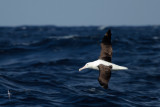 Northern Royal Albatross