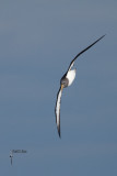 Chatham Island Albatross