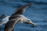 Chatham Island Albatross