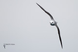 White-headed Petrel