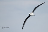 White-headed Petrel