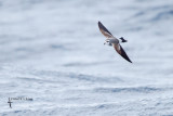 white-faced Storm-petrel