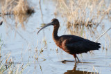 Glossy Ibis