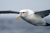 Shy Albatross